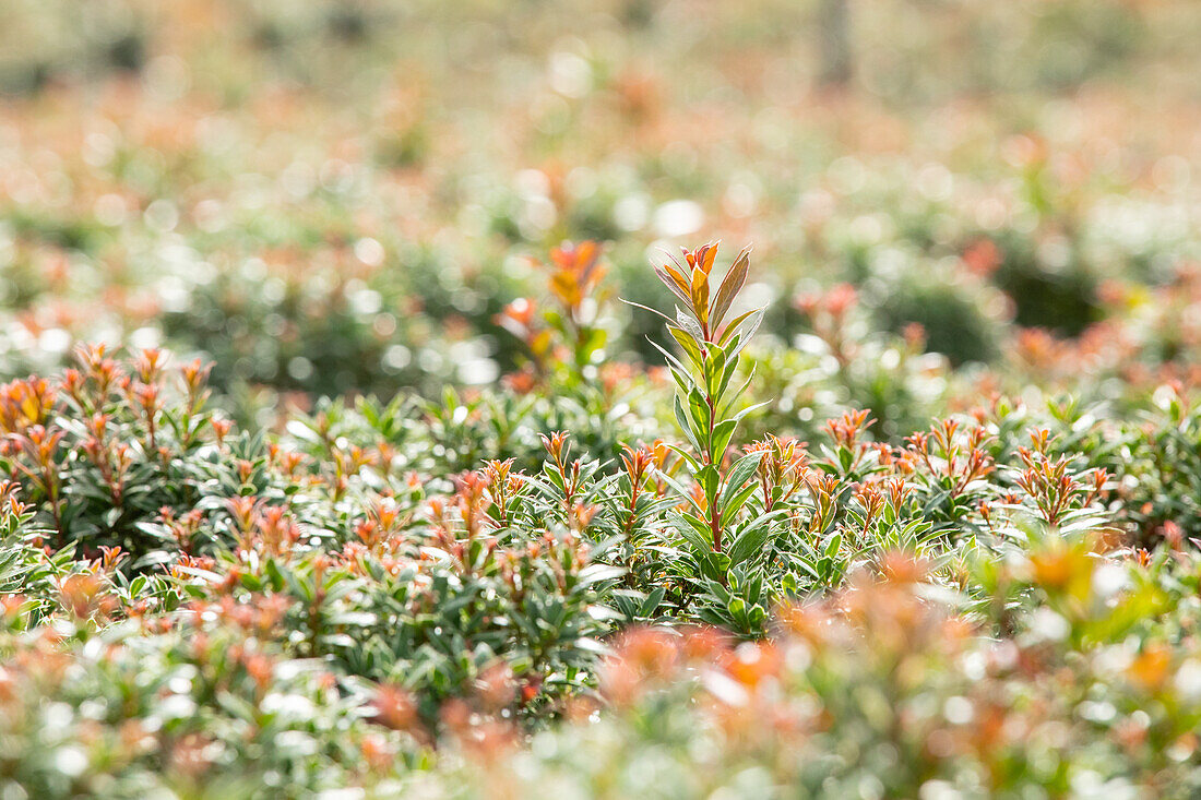 Pieris japonica 'Little Heath'