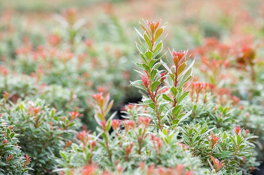 Pieris japonica 'Little Heath'