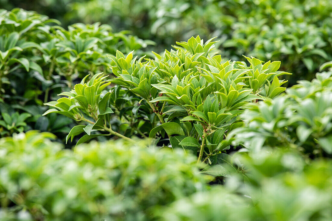 Pieris japonica 'Bonfire'