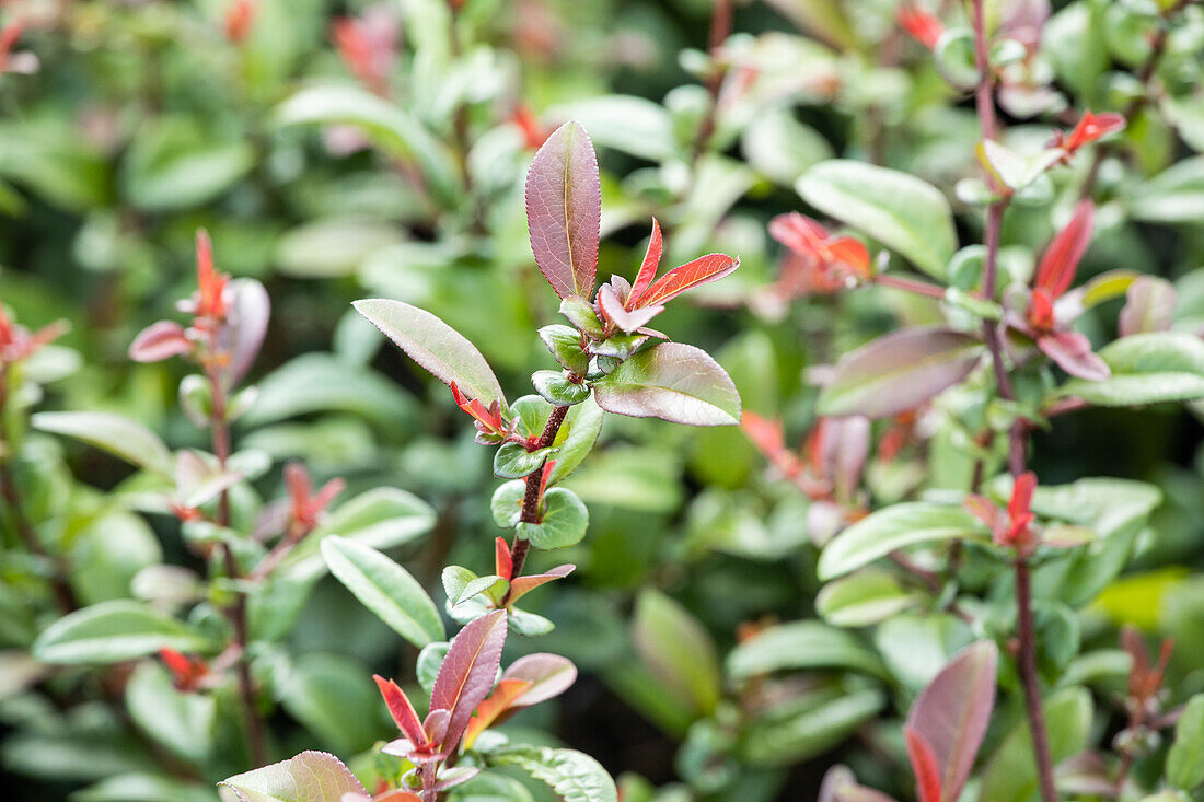 Chaenomeles 'Friesdorfer Typ 205'