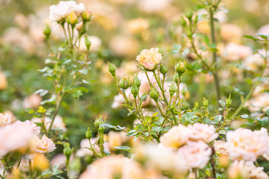 Rosa 'Yellow Fairy'