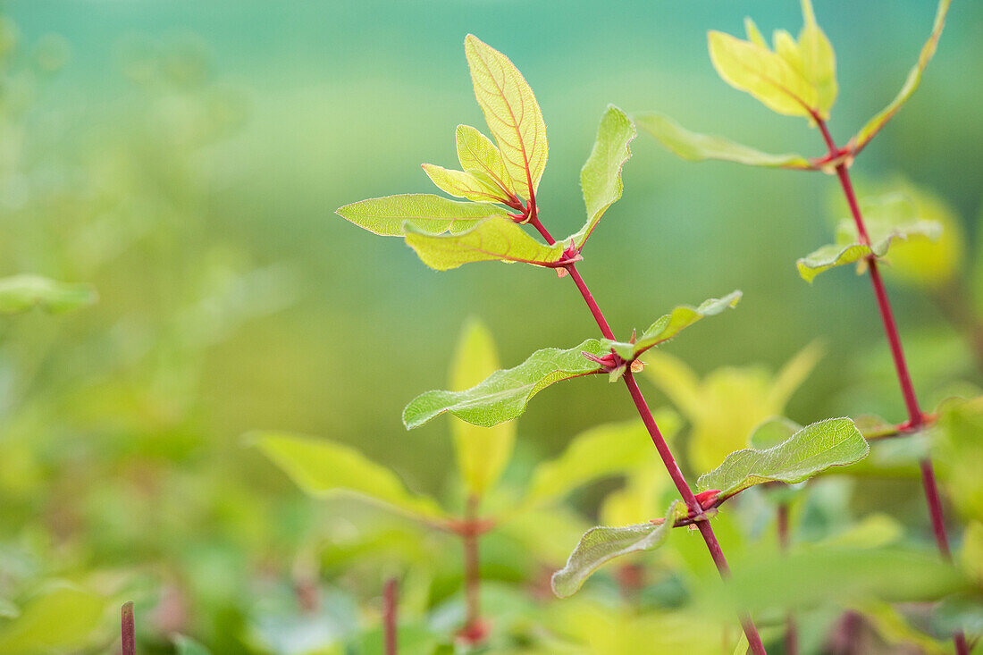 Lonicera caerulea var. kamtschatica