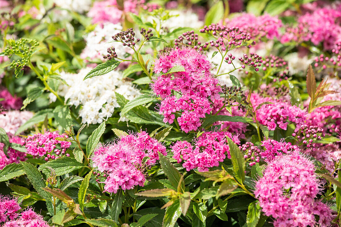 Spiraea japonica 'Little Princess'