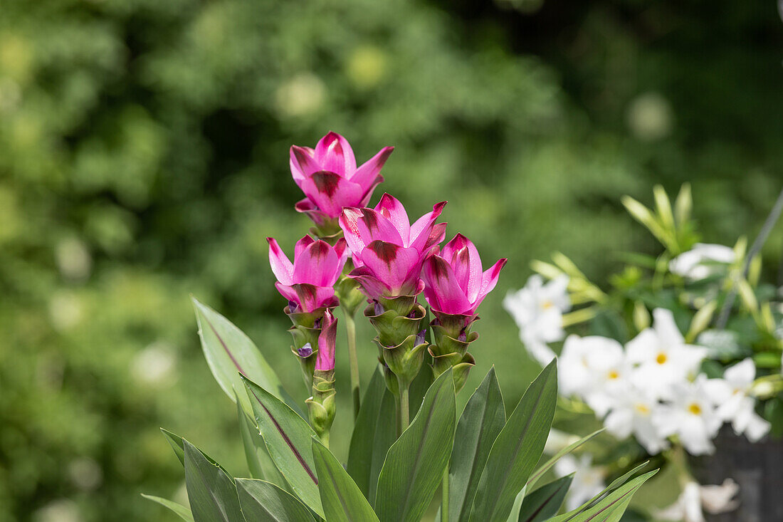 Curcuma alismatifolia