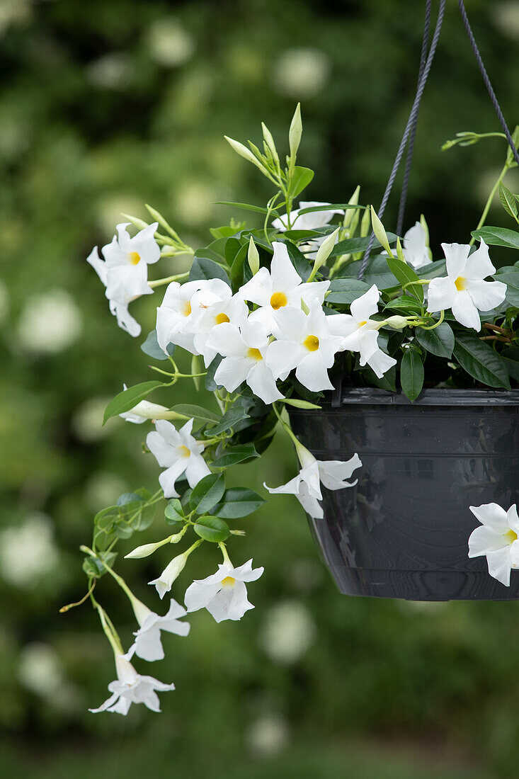 Mandevilla sanderi, white