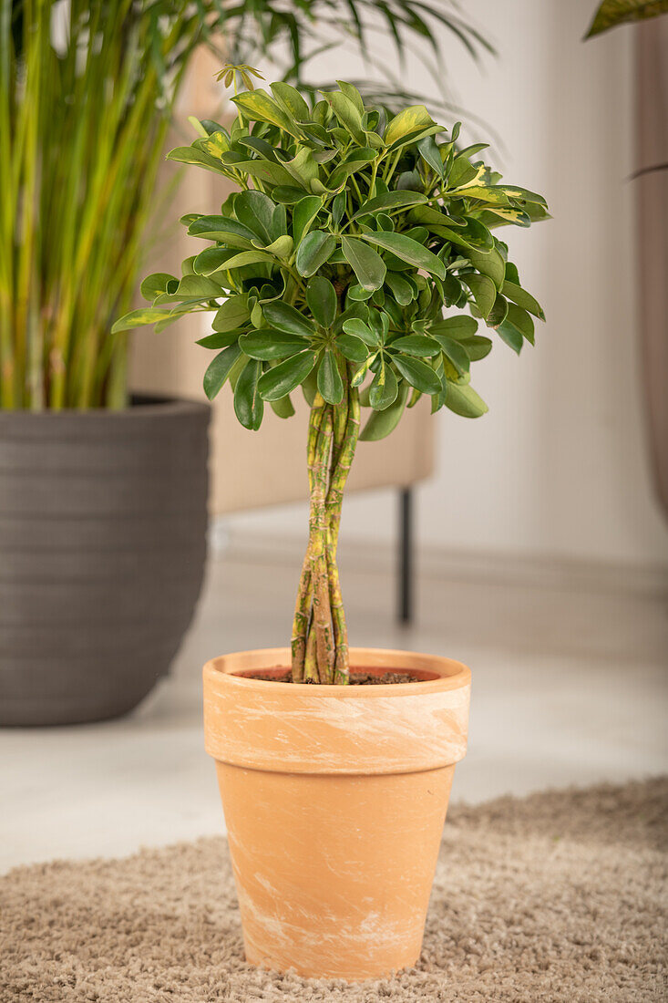 Schefflera arboricola 'Gold Capella'