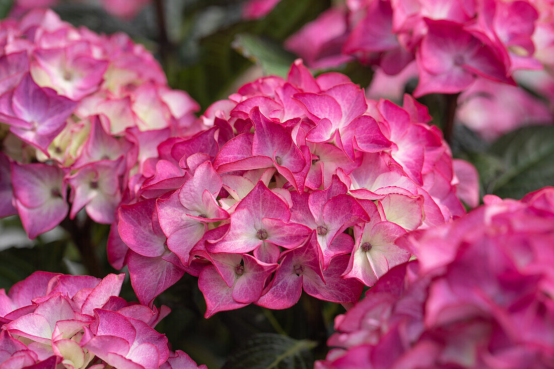 Hydrangea 'Black Diamonds'®