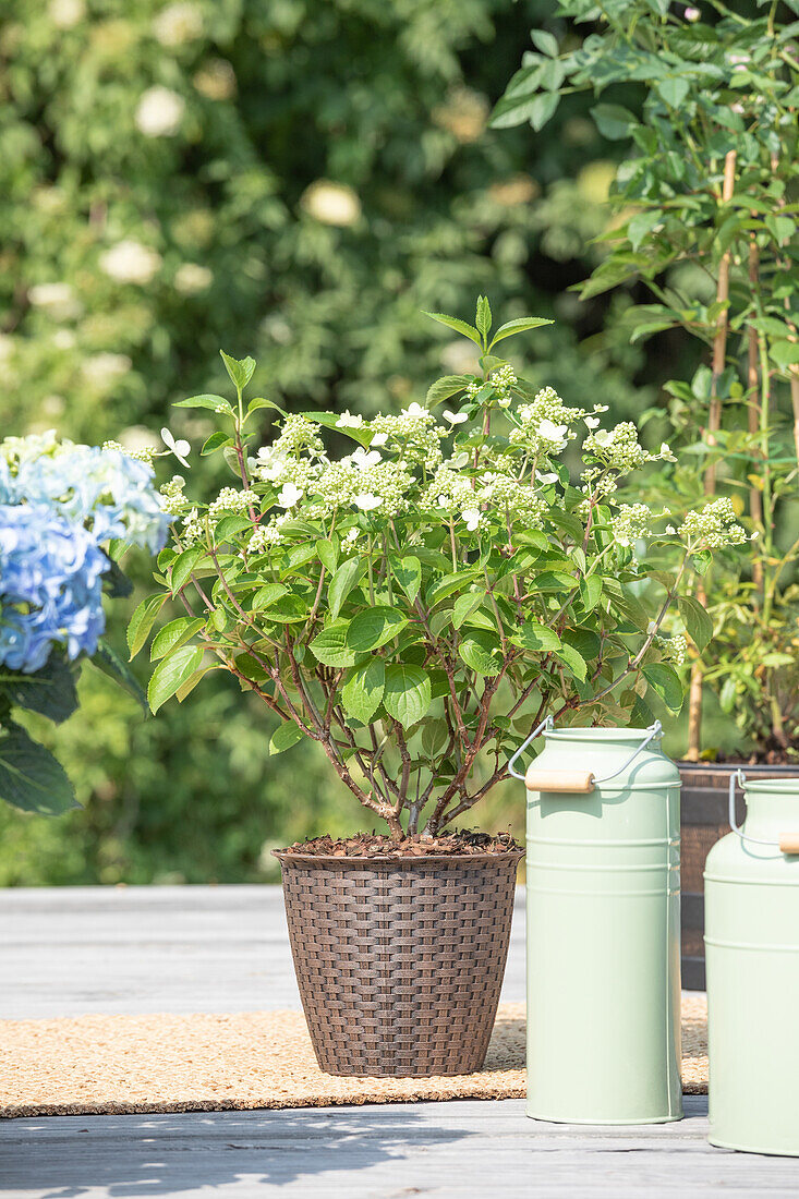 Hydrangea paniculata 'Prim White'®