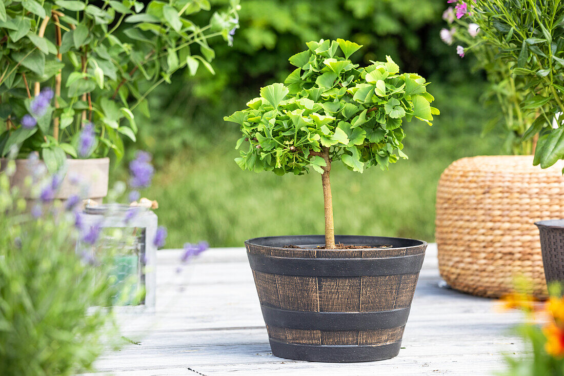 Ginkgo biloba, stem