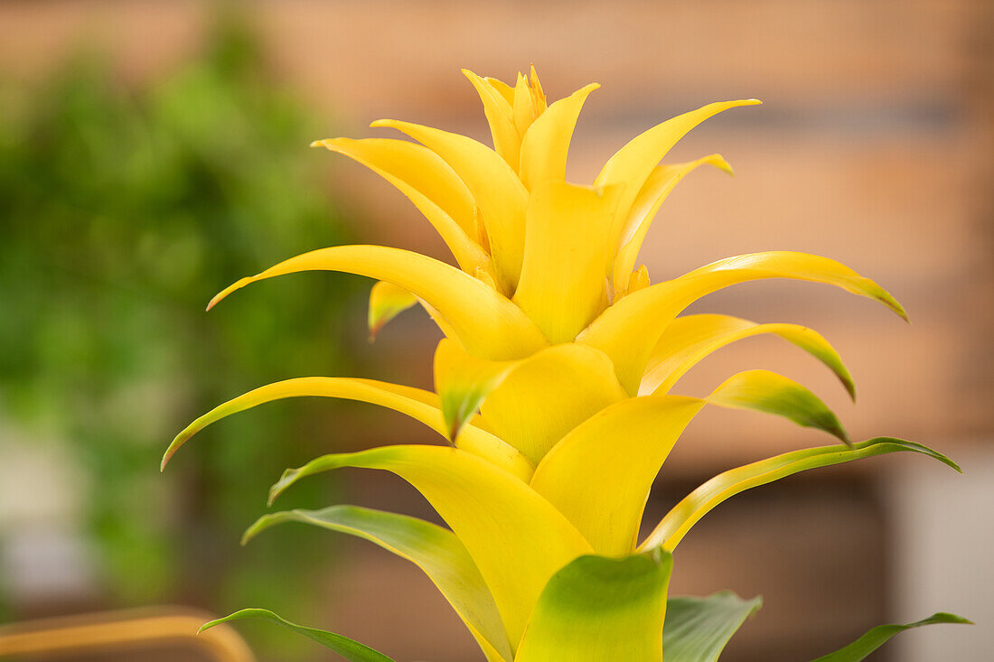 Guzmania, yellow