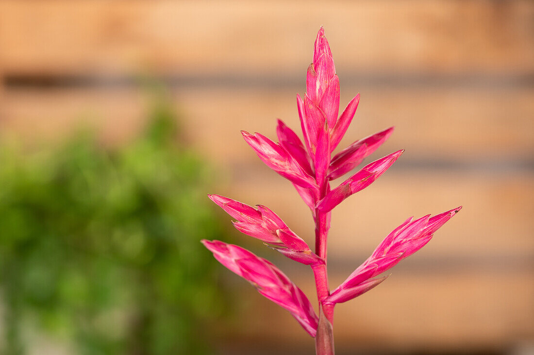 Vriesea 'Intenso Pink'