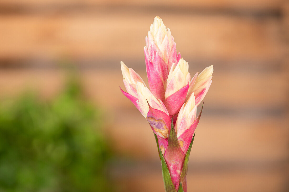 Guzmania 'Candy'