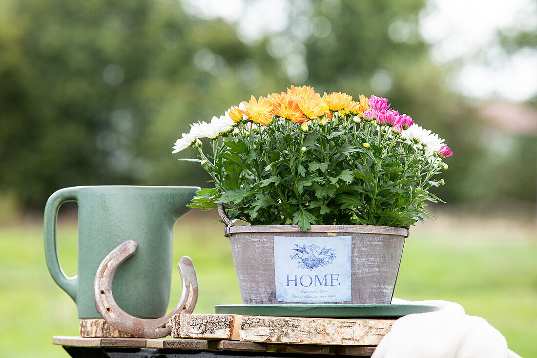 Chrysanthemum indicum 'Quatro'