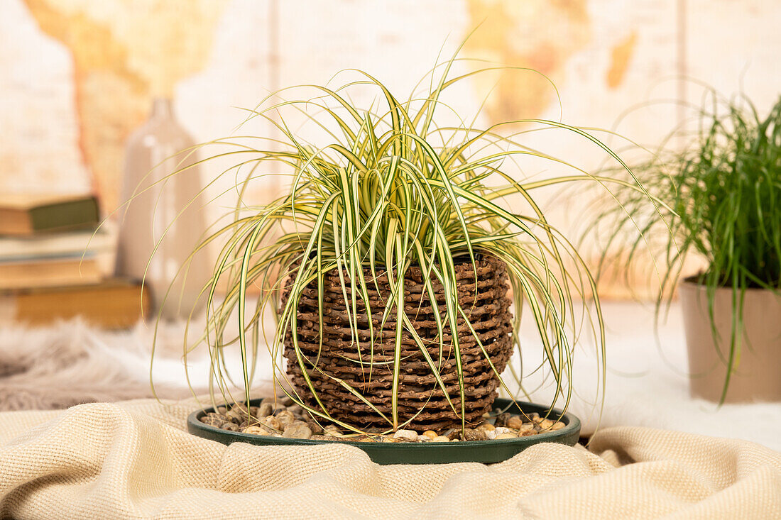 Carex oshimensis 'Evergold'