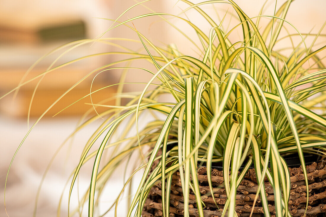 Carex oshimensis 'Evergold'