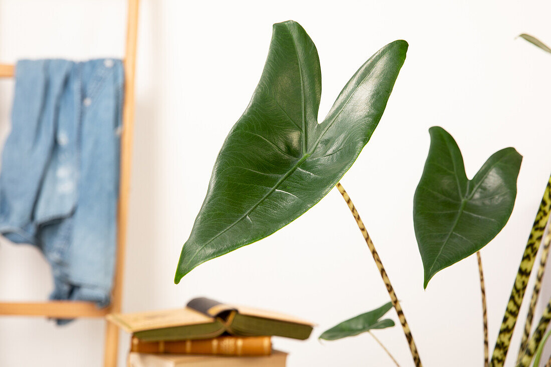 Alocasia zebrina