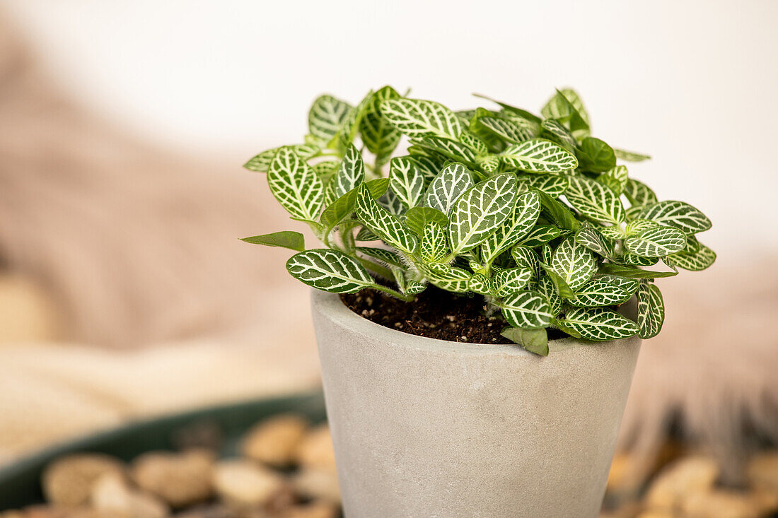 Fittonia verschaffeltii