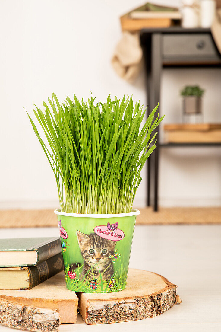 Cat grass