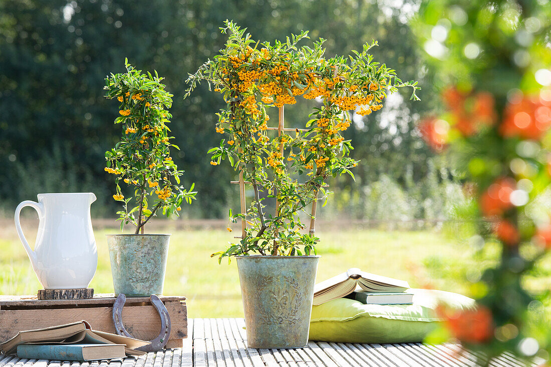 Pyracantha coccinea, espalier