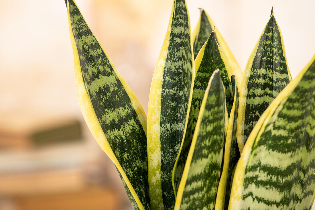 Sansevieria trifasciata var. laurentii