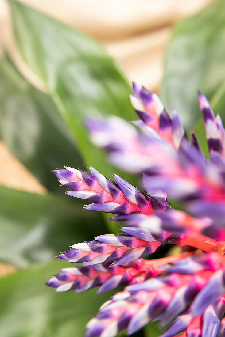 Aechmea hybride 'Blue Rain'