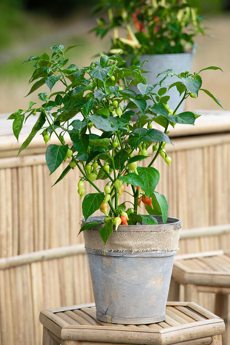 Capsicum chinense 'Tropfen'