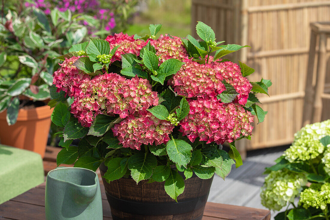 Hydrangea macrophylla, red