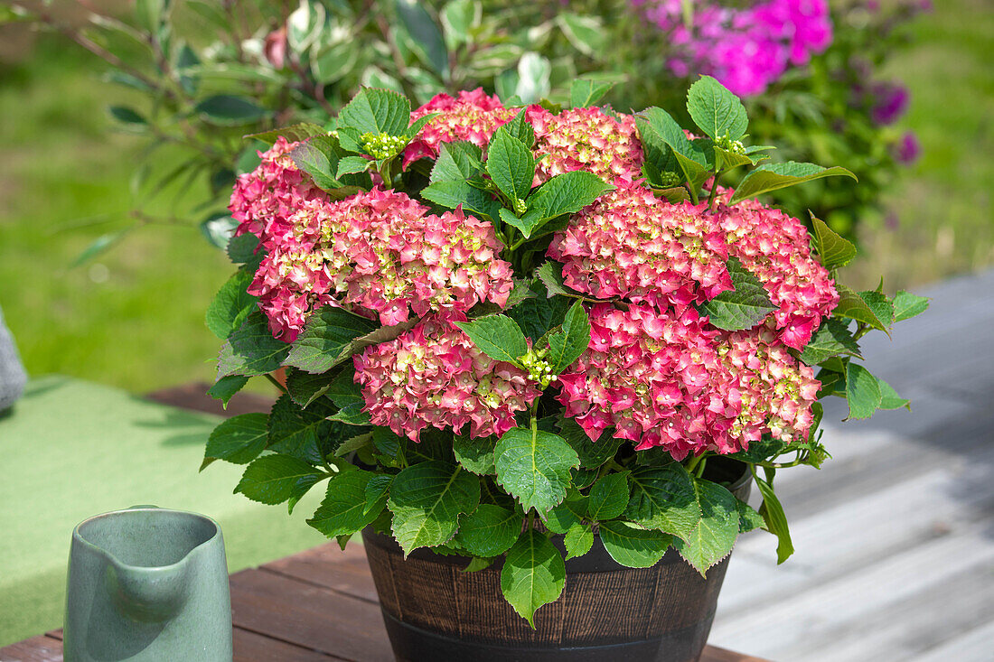 Hydrangea macrophylla, red