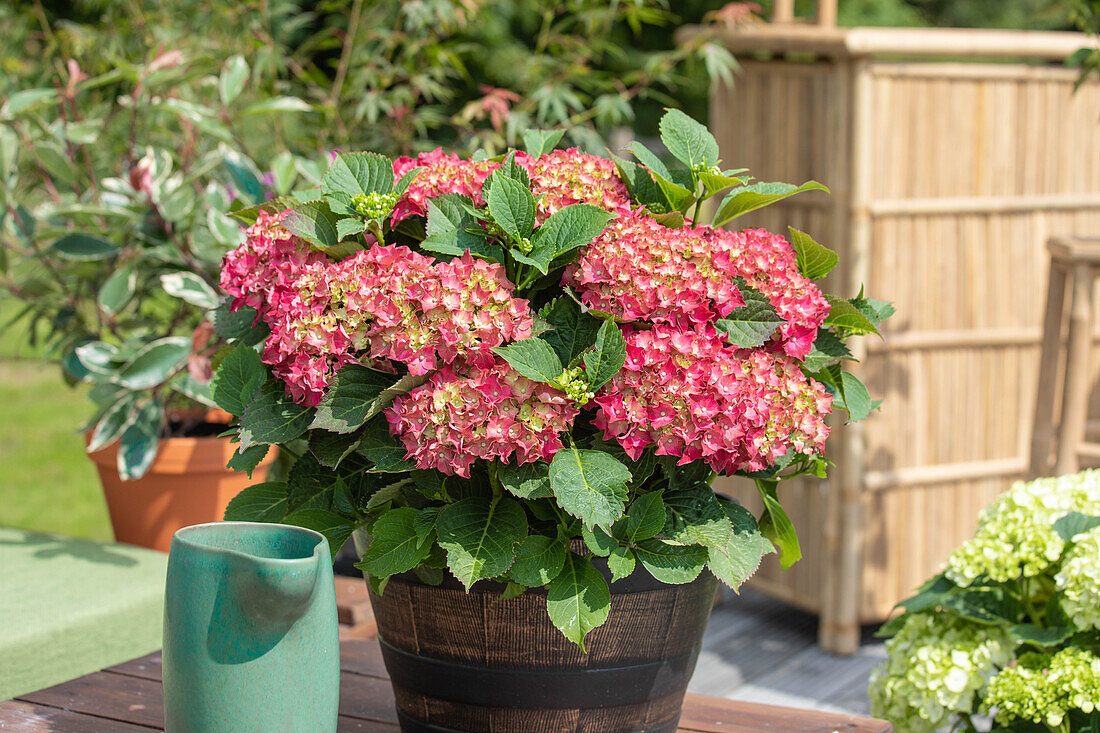 Hydrangea macrophylla, red