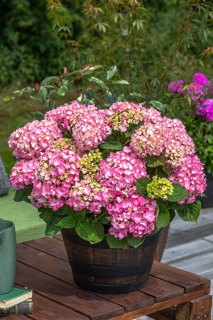 Hydrangea macrophylla, pink