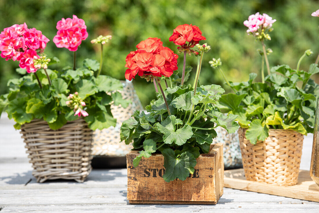 Pelargonium zonale 'Dolce Vita'