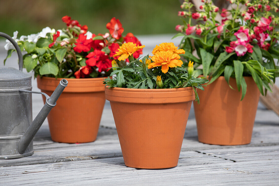 Tagetes patula