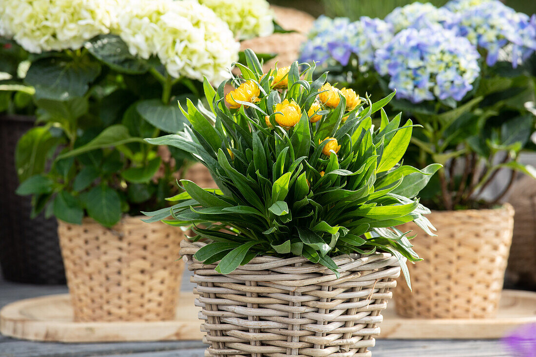 Helichrysum bracteatum, gelb