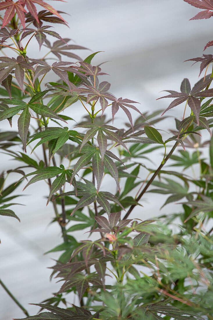 Acer palmatum 'Atropurpureum'