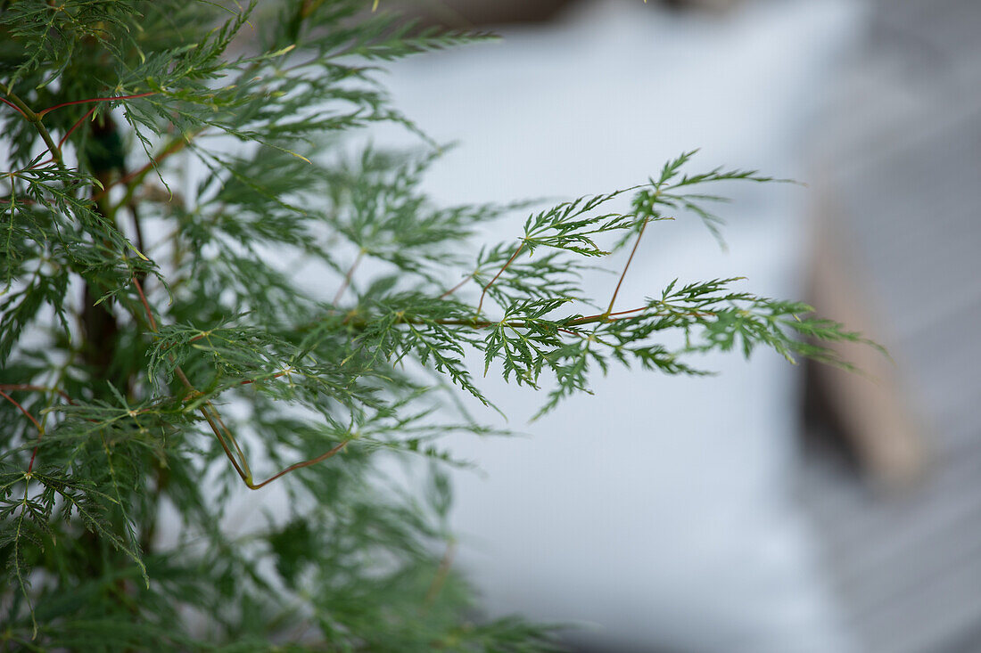 Acer palmatum 'Dissectum'