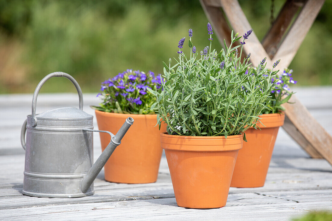 Lavandula angustifolia 'Spear Blue'