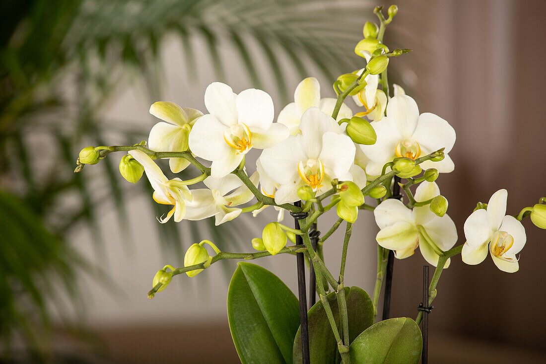 Phalaenopsis 'Boquetto'