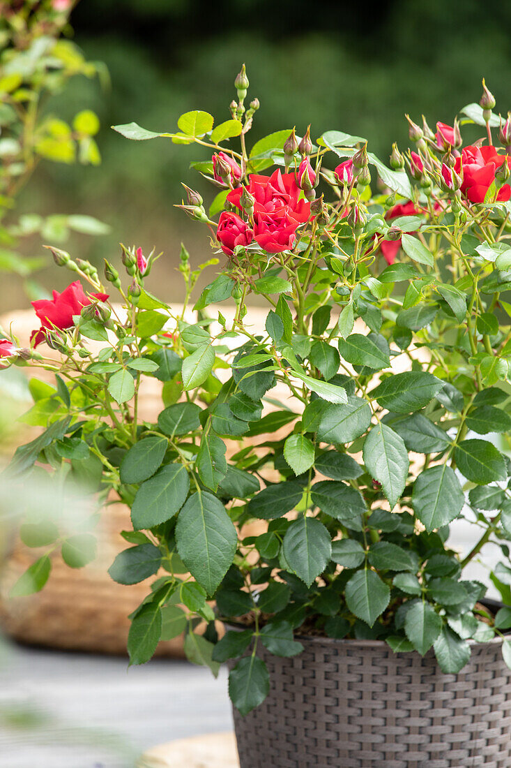 Bedding rose, red