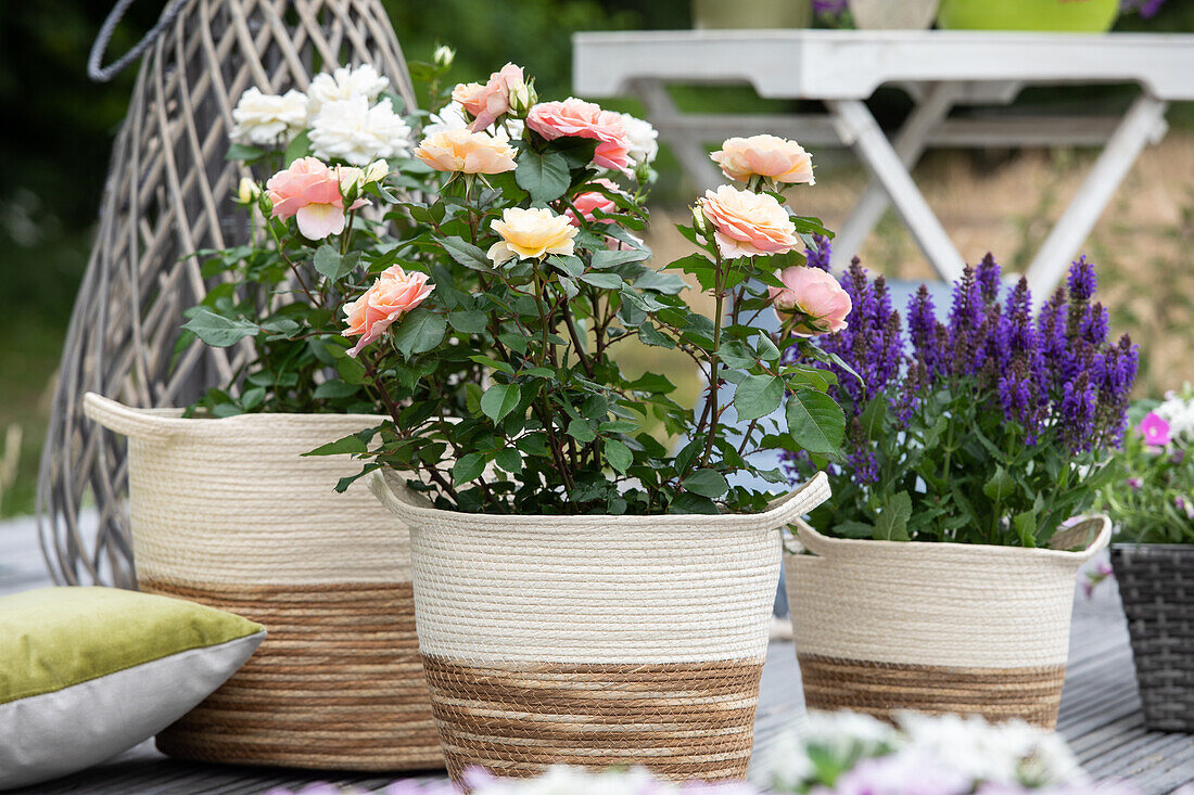 Small shrub rose, salmon pink