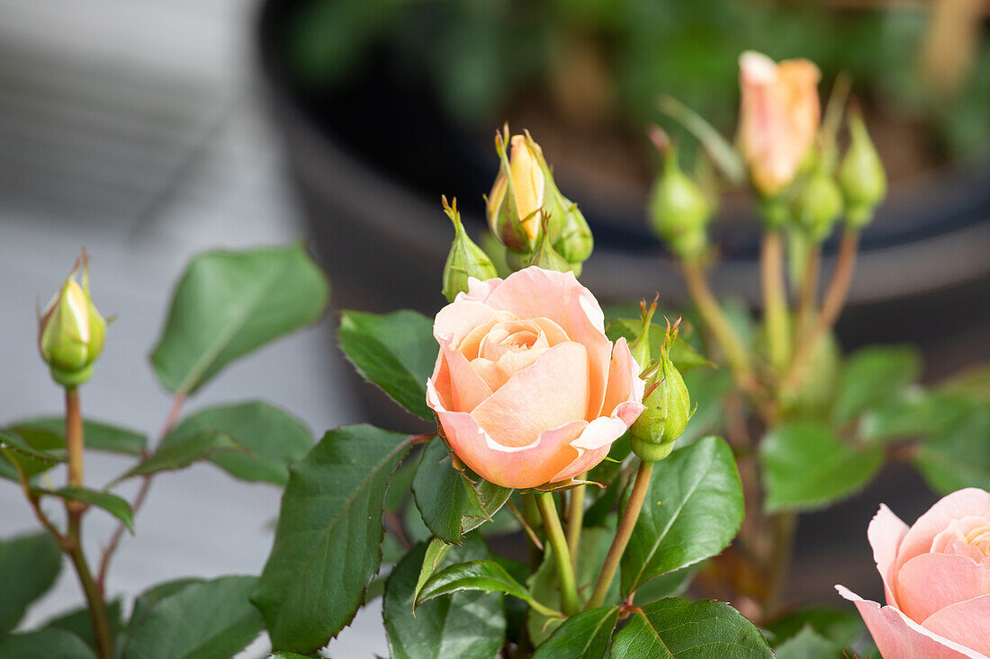 Small shrub rose, salmon pink