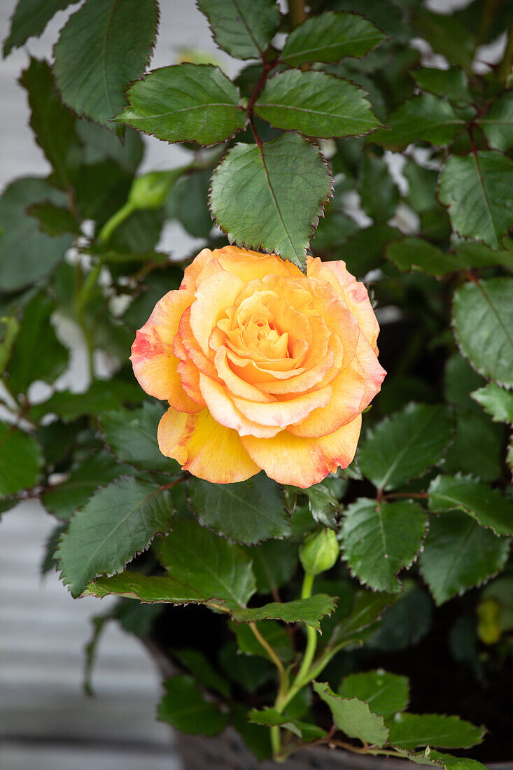 Small rose, apricot