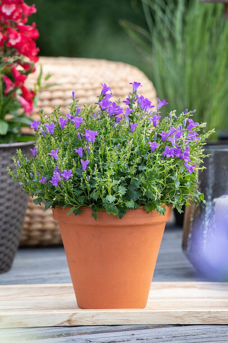 Campanula portenschlagiana, blau