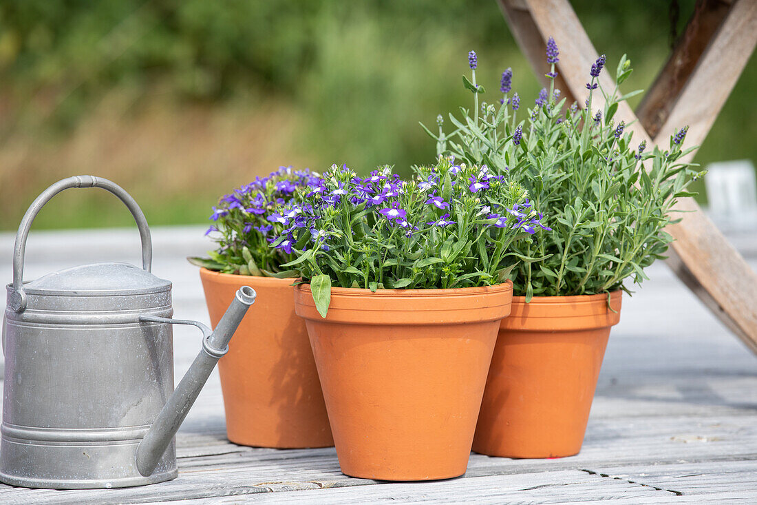 Lobelia 'Laguna® Compact'