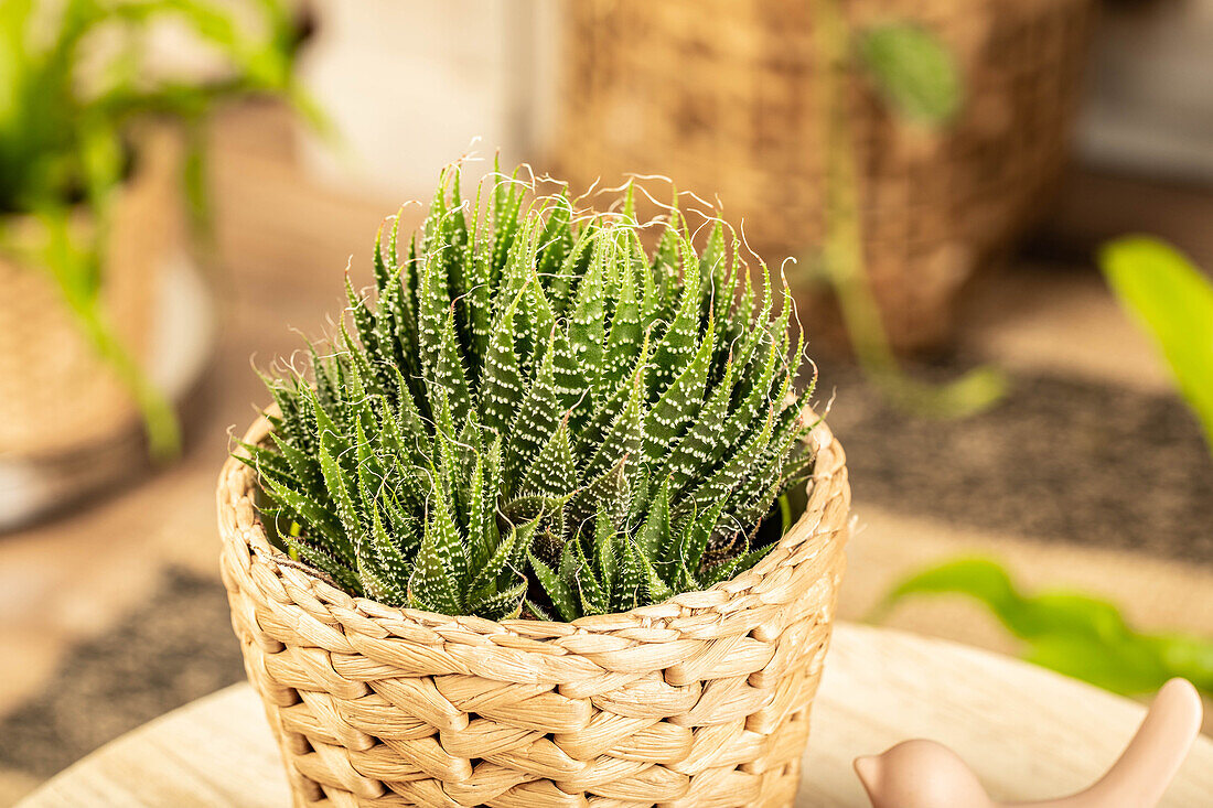 Aloe aristata