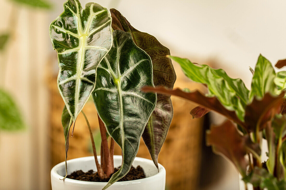 Alocasia x amazonica