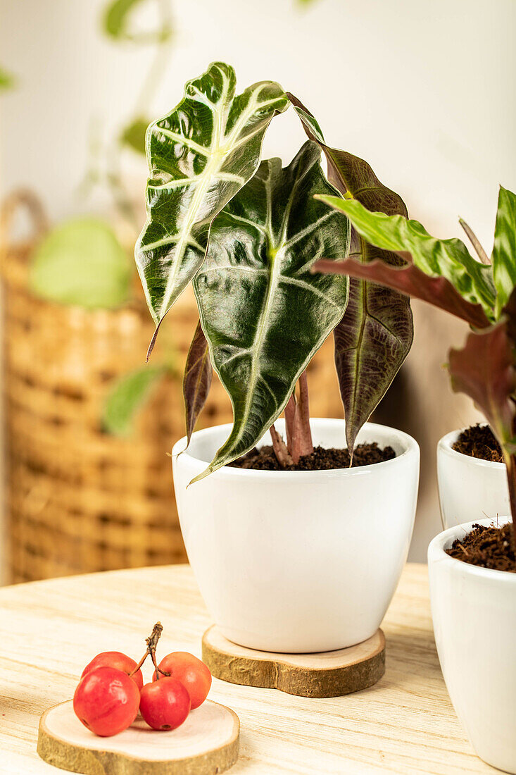 Alocasia x amazonica