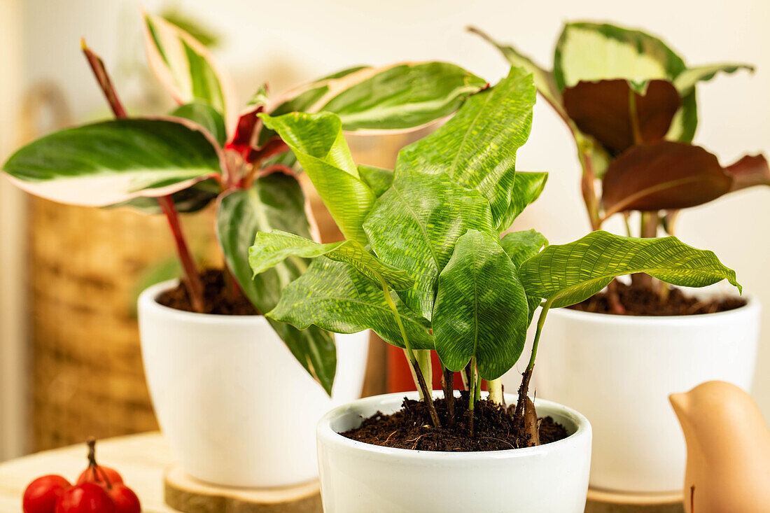 Calathea musaica 'Network'