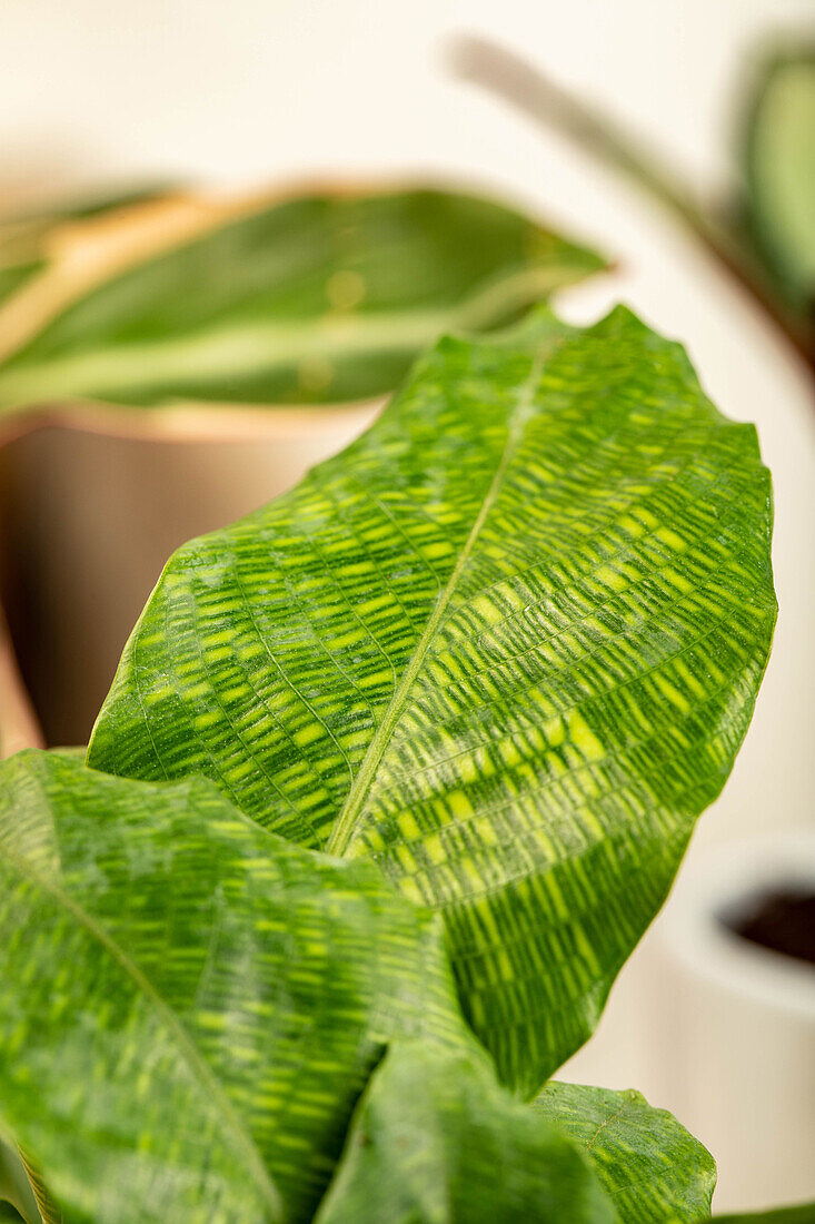 Calathea musaica 'Network'