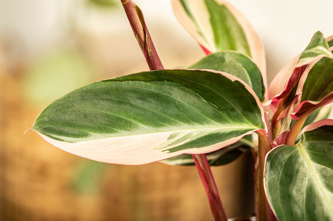 Calathea 'Triostar'