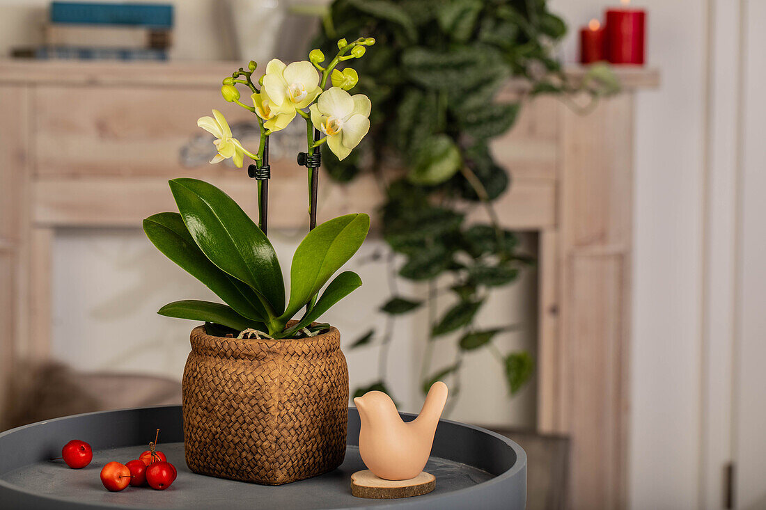 Phalaenopsis Mini